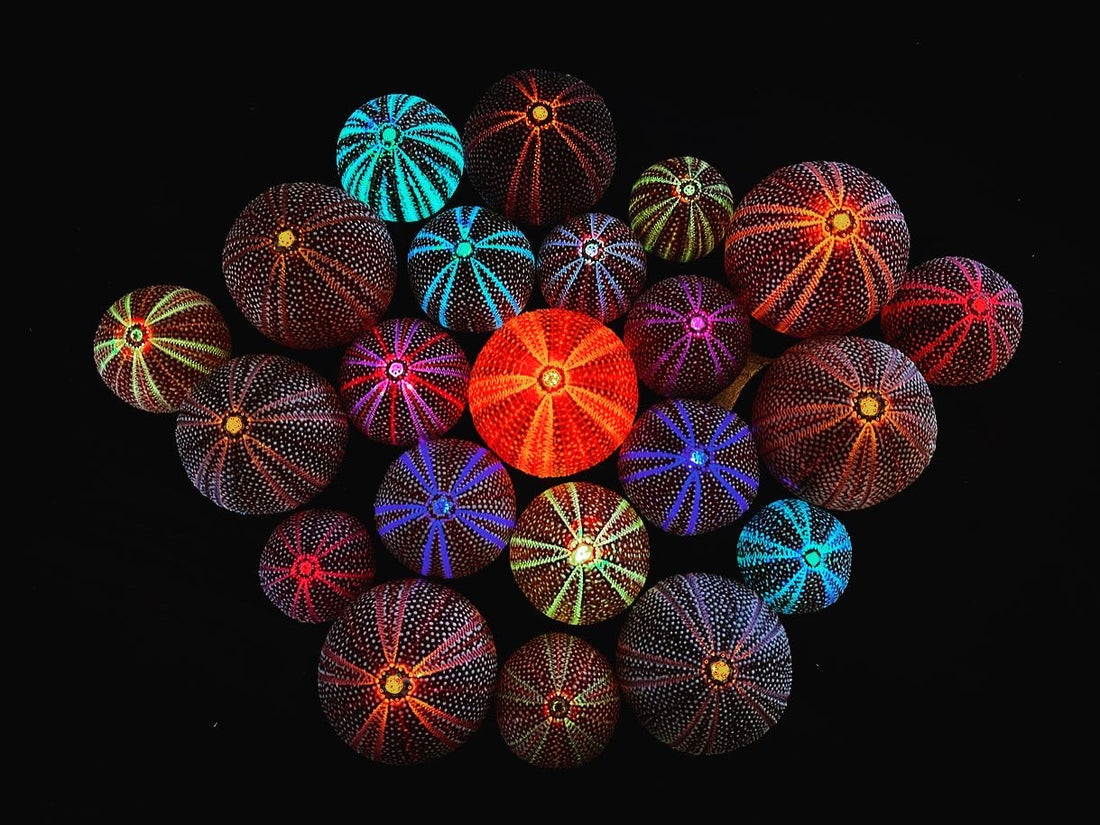 Få 25% rabatt på kråkebollelys - ut februar!