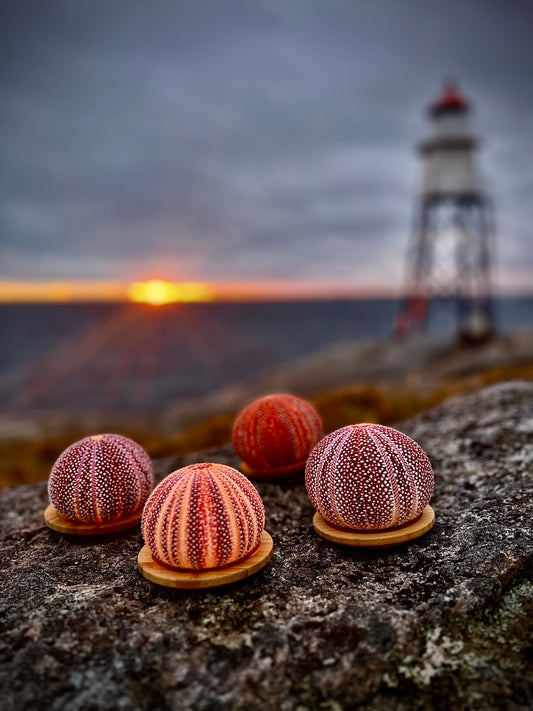 Harvesting Sea Urchins in the winter!