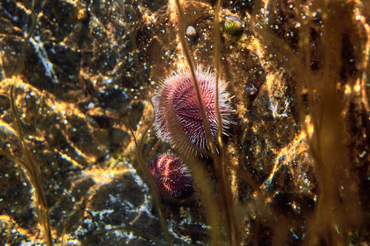 The impact of hungry sea urchins: