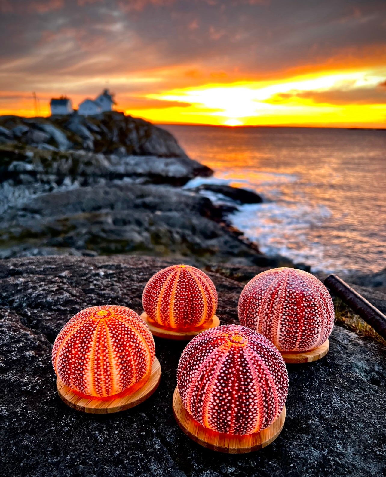 4 Big Lofotlys GIFT SET