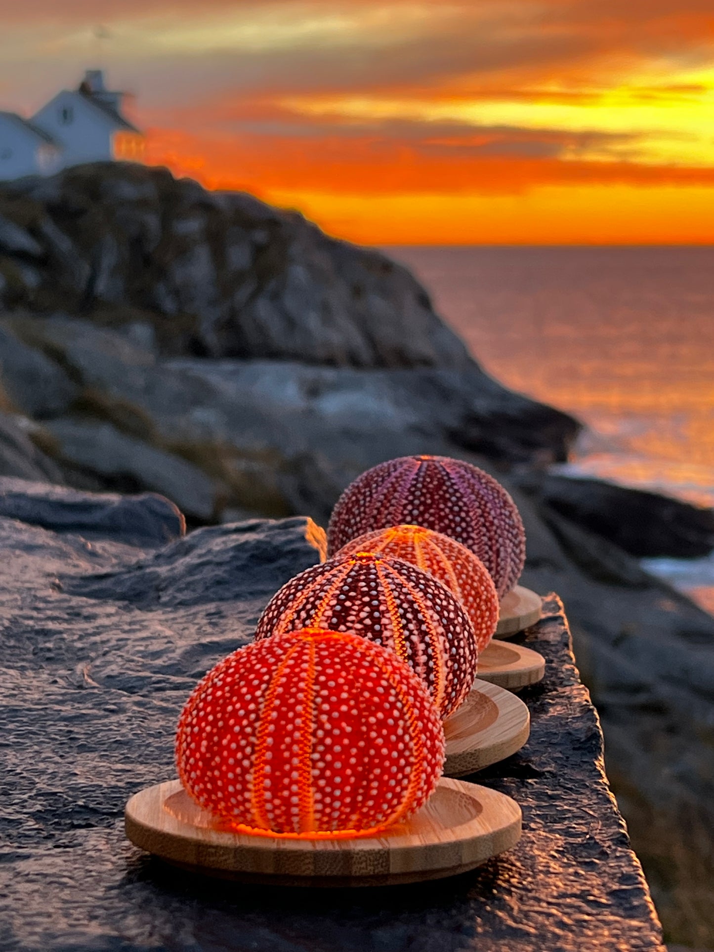 4 Medium sized Lofotlys! Special deal!