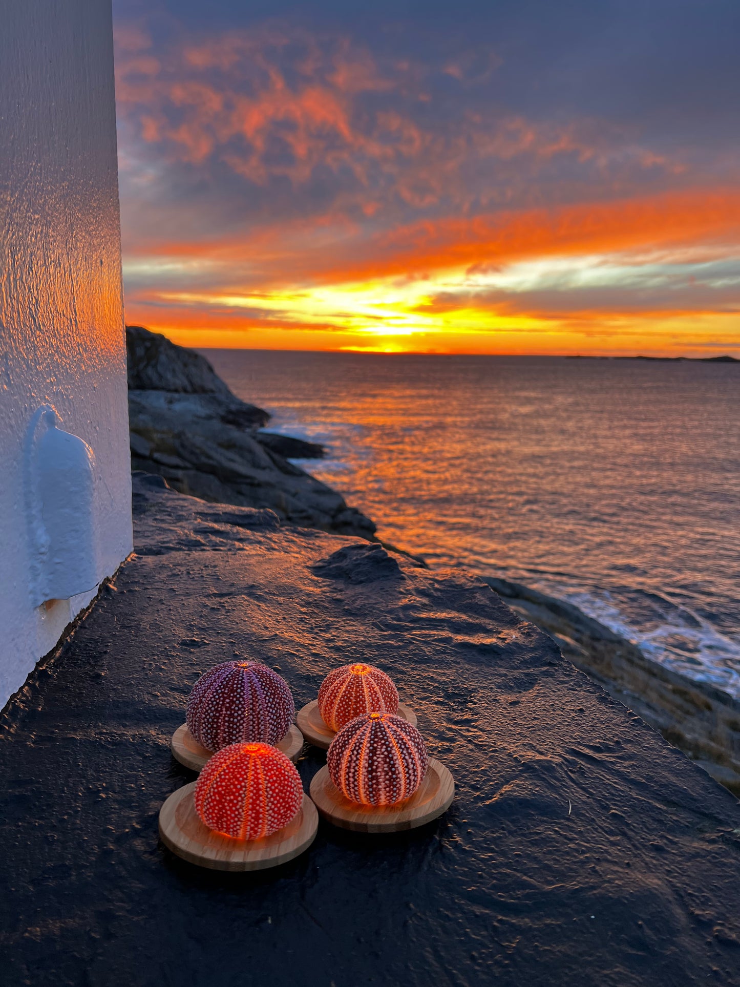 4 Medium sized Lofotlys! Special deal!