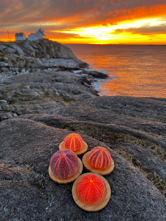 4 Medium sized Lofotlys! Special deal!