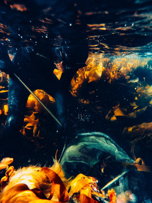 Bli med på Lofoten Undervannsfestival - med VM i kråkebollejakt.